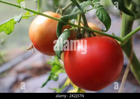 Belles tomates rouges en branche dans la maison verte, tomates biologiques Banque D'Images