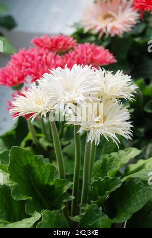 Pâquerette de Gerbera blanche et rose. Gerbera plante en pot sur la table. Pleine fleur. Banque D'Images