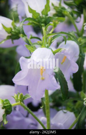 Fleurs de Campanula violet clair. Campanula Portenschlagiana Banque D'Images