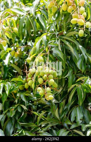 Vert non mûr fruit exotique Lychee, madagascar Banque D'Images