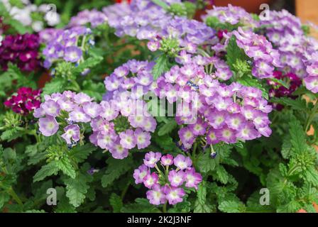 Fleurs de verveine violet clair, plantes en pot Banque D'Images