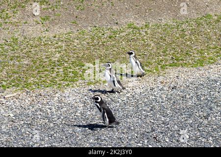 Pingouin Magellanique sur la plage de l'île de Martillo, Ushuaia Banque D'Images