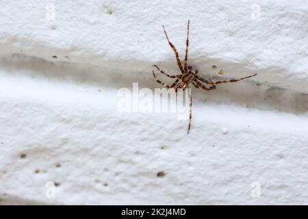 Une araignée de jardin monte un mur. Banque D'Images