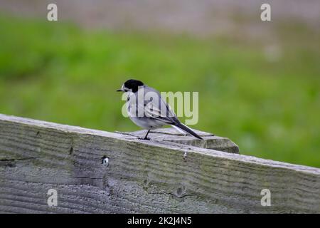 Un petit wagon est installé sur un parapet en bois. Banque D'Images