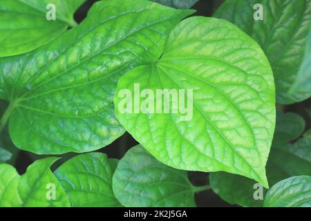 Gros plan de la feuille de Piper en forme de coeur vert vif Betle Foliage Banque D'Images