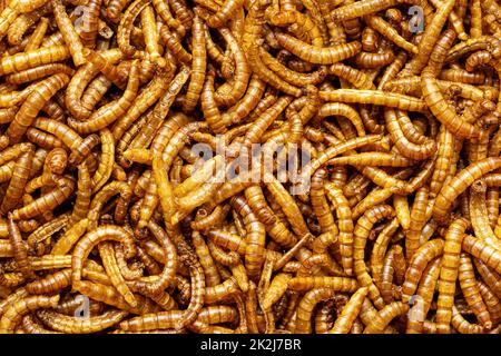 Vers salés frits. Vers de viande rôtis. Banque D'Images