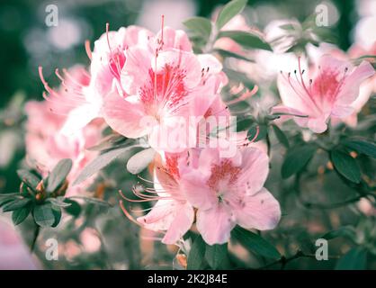 Une fleur rose d'azalea rhododendron gros plan Banque D'Images