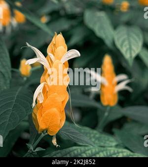Une fleur jaune pachystachys lutea tropicale sur fond vert Banque D'Images