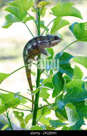 Panther caméléon, Furcifer pardalis, Masoala Madagascar Banque D'Images