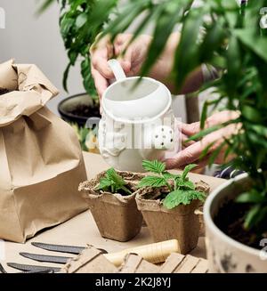 Femme arrosoir des plantes dans une tasse en papier à la maison. Planter des semences à la maison Banque D'Images