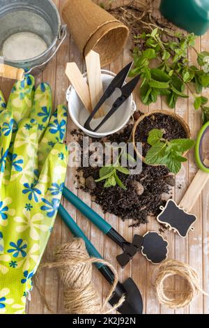 Des semis de menthe dans des pots biodégradables près des outils de jardin. Jardinage intérieur, germinant des graines d'herbes Banque D'Images