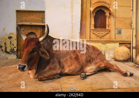 Vache indienne reposant dans la rue Banque D'Images