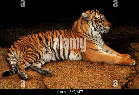 Tiger dans le zoo Banque D'Images