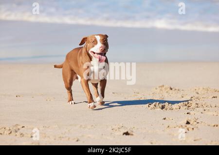 Les animaux savent le secret de rester heureux. Photo d'un adorable taureau à fosse en profitant d'une journée à la plage. Banque D'Images