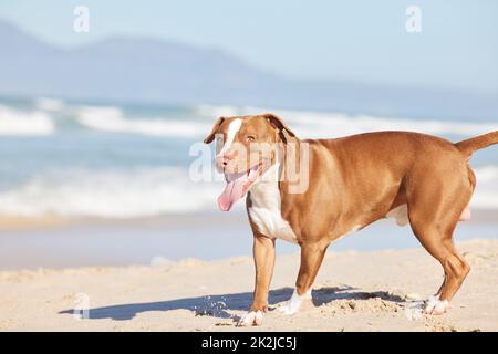 Un taureau à fosse si jamais il y en avait un. Photo d'un adorable taureau à fosse en profitant d'une journée à la plage. Banque D'Images