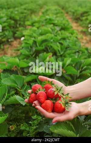 Femme mains tenant les fraises fraîchement cueillies dans les deux mains, l'auto prise ferme de fraises en arrière-plan, de l'espace pour le texte dans la partie supérieure Banque D'Images