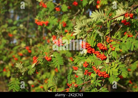 Rowan sorbier (Sorbus aucuparia) Petits fruits entre les feuilles vertes, éclairé par le soleil l'après-midi. Banque D'Images