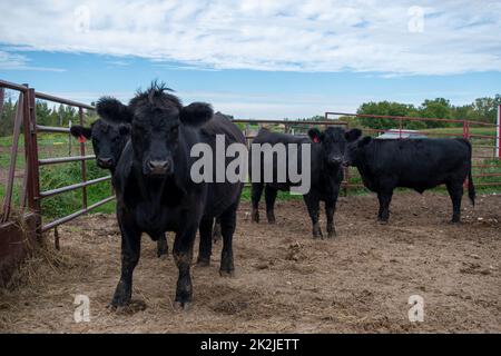 4 Black Angus cows standing in a feeding pen looking at the camera.  Partly sunny sky behind them. Banque D'Images
