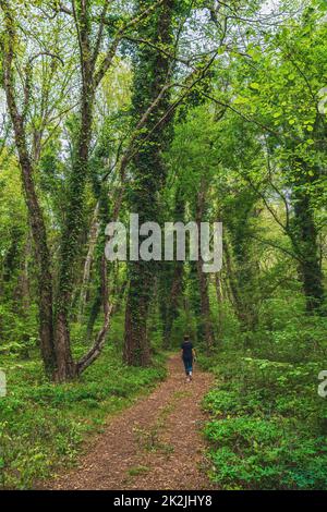 Une jeune fille marche le long d'un chemin dans une forêt verte parmi de grands arbres enpendés avec des lianes Banque D'Images