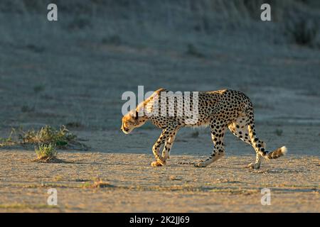 Cheetah qui est à la traine dans un habitat naturel Banque D'Images