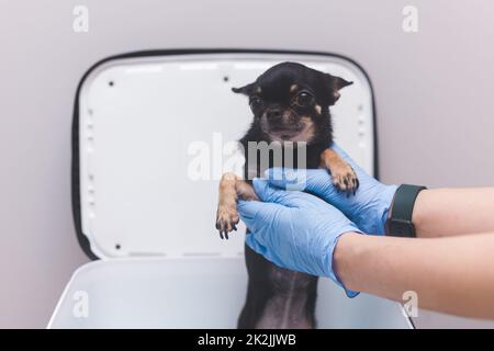 Médecin vétérinaire en gants prend chien effrayé chihuahua hors de la boîte de transport pour les animaux Banque D'Images