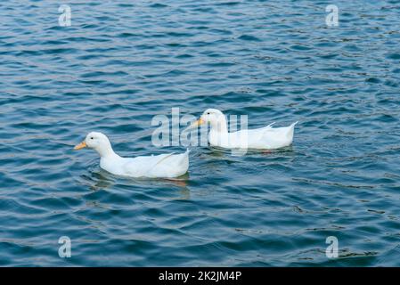 Un troupeau de canards blancs sur un lac vert Banque D'Images