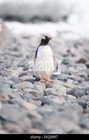 Pingouin Gentoo sur la caméra de surveillance de plage de galets Banque D'Images