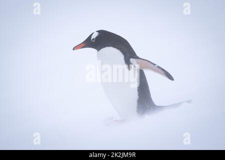 Pingouin Gentoo debout sur la neige dans un blizzard Banque D'Images