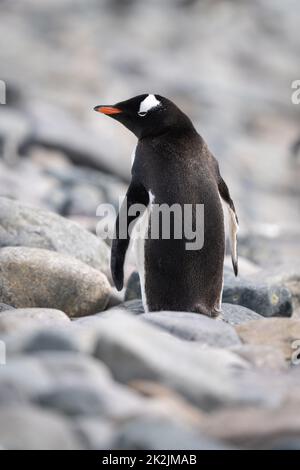 Le pingouin de Gentoo se dresse parmi les rochers qui regardent vers l'arrière Banque D'Images