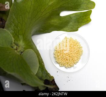 Cire de candélilla en verre de surveillance chimique place près de Platycerium stemaria fougères sur table blanche. Vue de dessus Banque D'Images