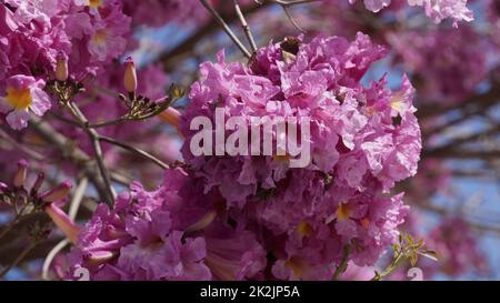 Trompette rose (Handroanthus impétiginosus). Tabebuia rosea est un arbre néotropical à fleurs roses dans le parc. Floraison au printemps. Banque D'Images