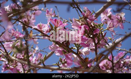 Bauhinia purpurea arbre fleurir en Israël Banque D'Images