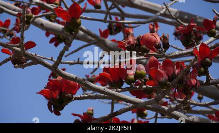 Fleurit le Bombax Ceiba (Lat. - Bombax ceiba) ou arbre de coton. Fleur de coton de soie dans le parc d'Israël. Banque D'Images