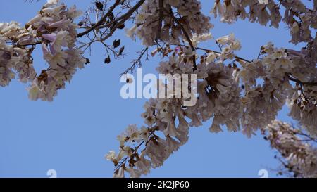 Branches fleuries blanches avec ciel bleu en arrière-plan. Tabebuia roseo-alba. Banque D'Images