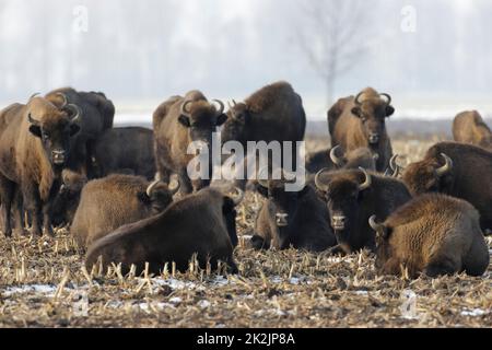 Troupeau de bisons européens (Bison bonasus) Banque D'Images