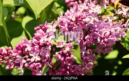 Fleurs de lilas ordinaire (Latin Syringa vulgaris) rose pâle Banque D'Images