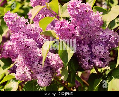 Fleurs de lilas ordinaire (Latin Syringa vulgaris) rose pâle Banque D'Images