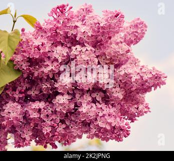Fleurs de lilas ordinaire (Latin Syringa vulgaris) rose pâle Banque D'Images