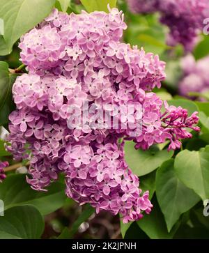 Fleurs de lilas ordinaire (Latin Syringa vulgaris) rose pâle Banque D'Images