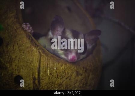 Le loris lent du Bengale sneak dans le trou est un petit animal avec des poils doux, courts, épais, bruns foncé de la tête dans le dos quand choqué de mettre son bras dans son visage Banque D'Images