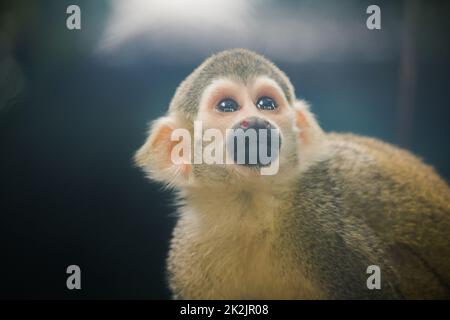 Le singe écureuil est un petit singe.Trouvé en Amérique du Sud, manger des fruits, des fleurs Banque D'Images