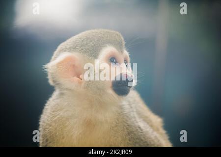 Le singe écureuil est un petit singe.Trouvé en Amérique du Sud, manger des fruits, des fleurs Banque D'Images