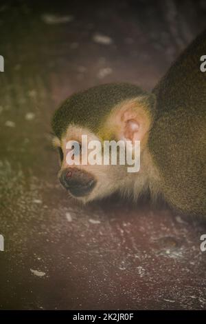 Le singe écureuil est un petit singe.Trouvé en Amérique du Sud, manger des fruits, des fleurs Banque D'Images