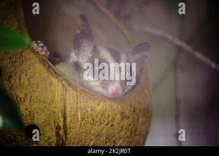 Le loris lent du Bengale sneak dans le trou est un petit animal avec des poils doux, courts, épais, bruns foncé de la tête dans le dos quand choqué de mettre son bras dans son visage Banque D'Images