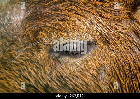 Les yeux de Capibara couvrent de cheveux bruns qui est le plus grand rat du monde indigène à l'Amérique du Sud Banque D'Images