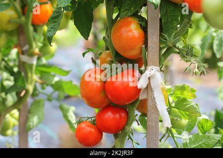 Grosses tomates rouges poussant dans une serre prête à cueillir Banque D'Images