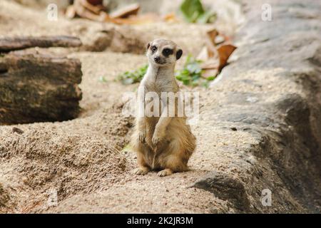 Meerkat a une petite taille de corps. Est un mammifère Meerkat est une garde vigilante, debout et assis, regardant ses yeux, à la recherche d'ennemis pour s'échapper. Banque D'Images