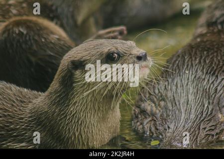 Petit-clawed Otter avec des cheveux brun foncé zone de cou blanc les cheveux sont assez courts. Petits mammifères dans l'eau Banque D'Images