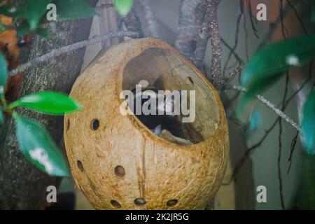 Le loris lent du Bengale sneak dans le trou est un petit animal avec des poils doux, courts, épais, bruns foncé de la tête dans le dos quand choqué de mettre son bras dans son visage Banque D'Images