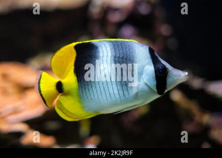 Poisson-mouche à double selle du Pacifique Chaetodon ulietensis poisson sous l'eau en mer Banque D'Images